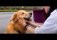 Lebih Peka dari Manusia? Begini Reaksi Anjing Saat Tuannya Kesusahan