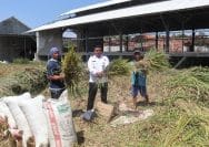 Kasubsi Bimker dan PHK, Egis Fantasi, Bersama Tiga Warga Binaan Pemasyarakatan (WBP) Lapas Kelas IIA Garut Memanen Padi