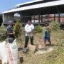 Kasubsi Bimker dan PHK, Egis Fantasi, Bersama Tiga Warga Binaan Pemasyarakatan (WBP) Lapas Kelas IIA Garut Memanen Padi