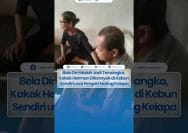 Bela Diri Di Kebun Kelapa Milik Sendiri, Kakek Herman Jadi Tersangka