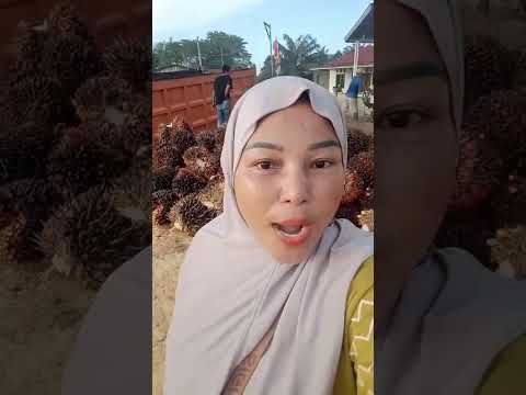 Pernyataan Zulhas Soal Sawit Dan Padi Tuai Kritik